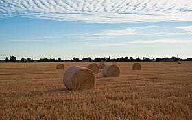photo Tournedos-Bois-Hubert