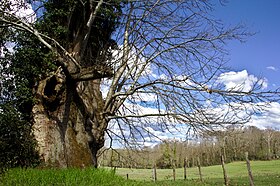 photo Saint-Sulpice-les-Feuilles